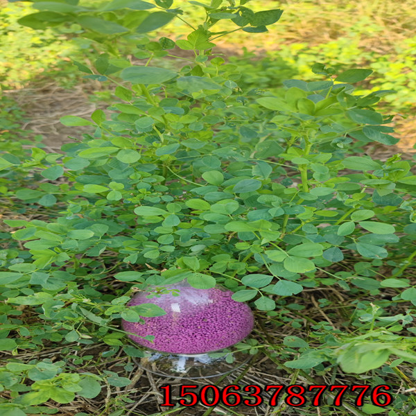 包頭市哪買苜蓿草籽