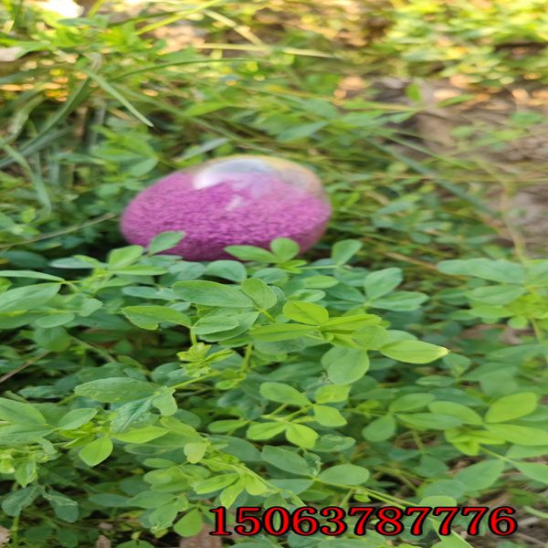 一公斤苜蓿草的草籽能種多少畝地