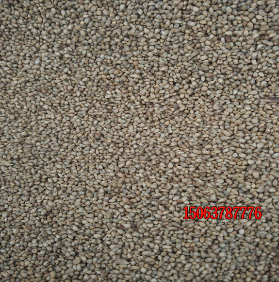 常見的暖季型和冷季型草坪有哪些？