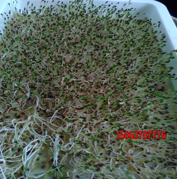 常見的暖季型和冷季型草坪有哪些？