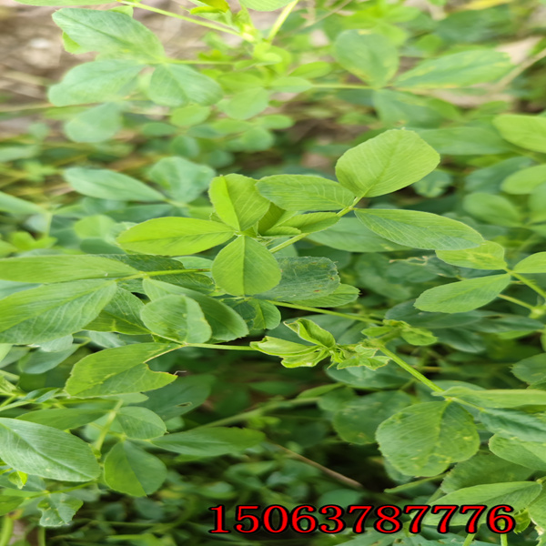 苜蓿草籽每畝下種
