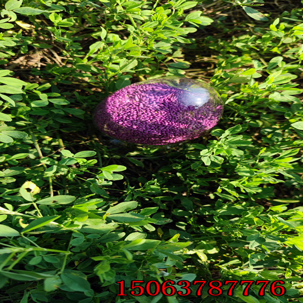 苜蓿草籽一畝幾斤