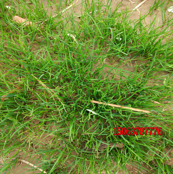 冬季怎么種植草坪?