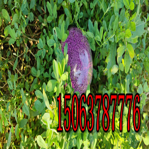 紫花苜蓿草籽1kg多少錢