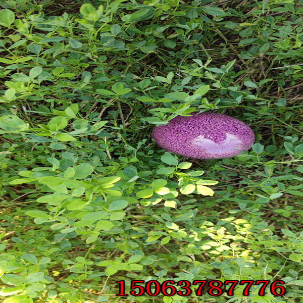 食用苜蓿草草籽價格