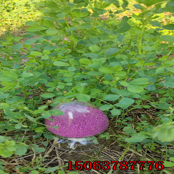 苜蓿草籽兒哪有賣的