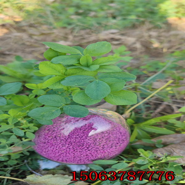 苜蓿草籽哪有賣的