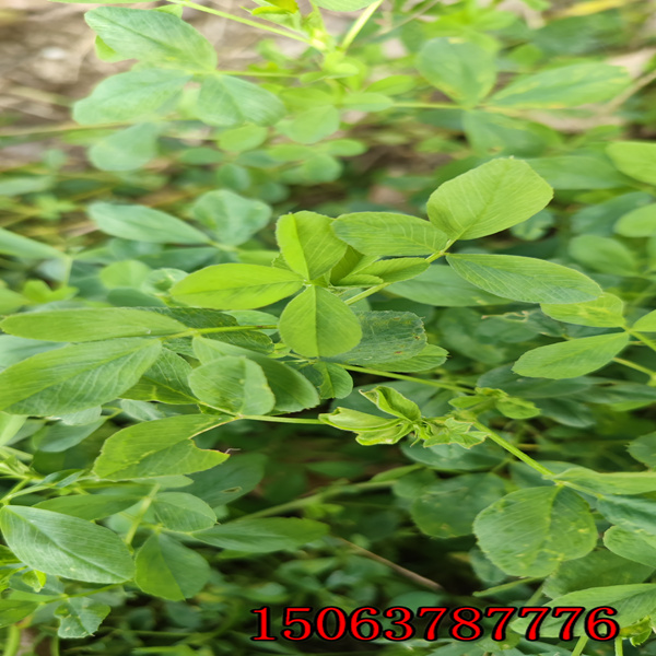 一公斤苜蓿草籽播種多少畝