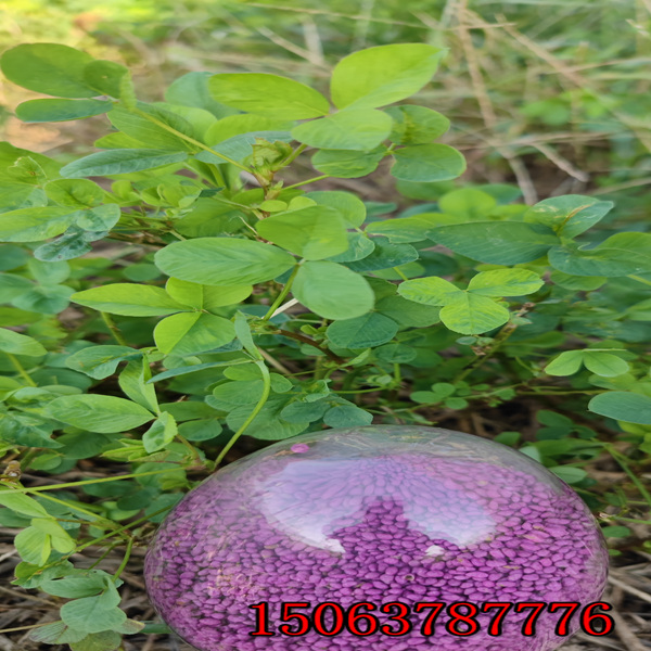 紫花苜蓿草籽多少錢1斤