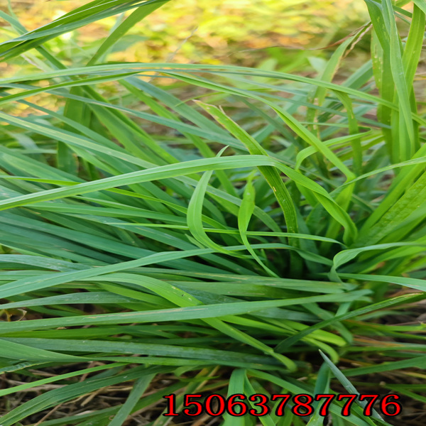 黑麥草草種子多少錢一斤