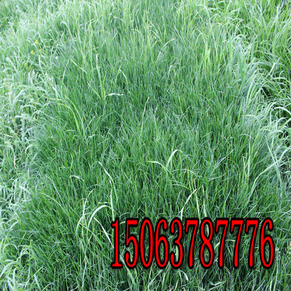 黑麥草草種廠家