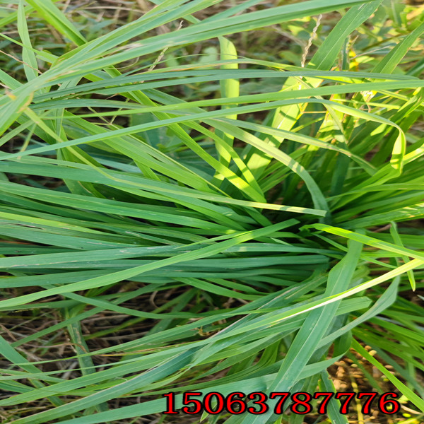 去哪批發黑麥草草種