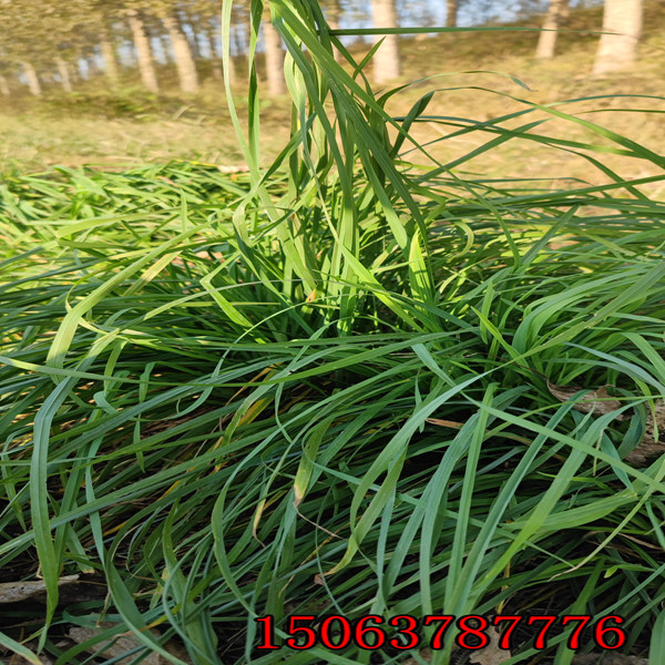 廣東黑麥草草種價格是多少