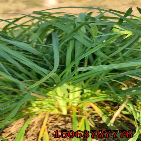 養殖黑麥草草種多少錢一斤呀