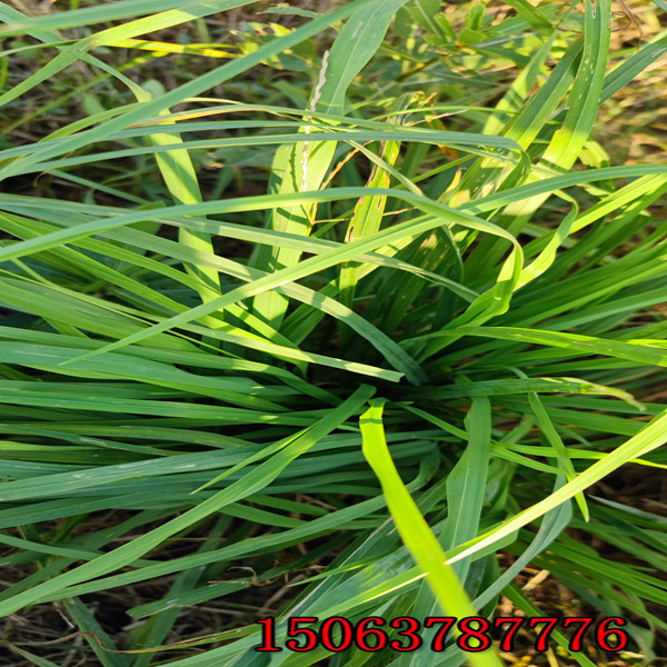 河口黑麥草草種廠哪家好