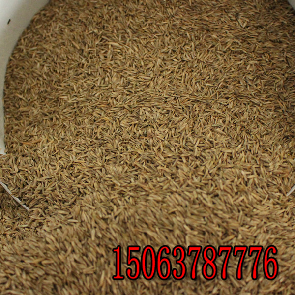 黑麥草草種每平方的用量