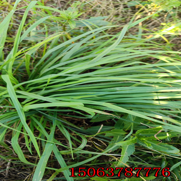 黑麥草草種每平方的用量