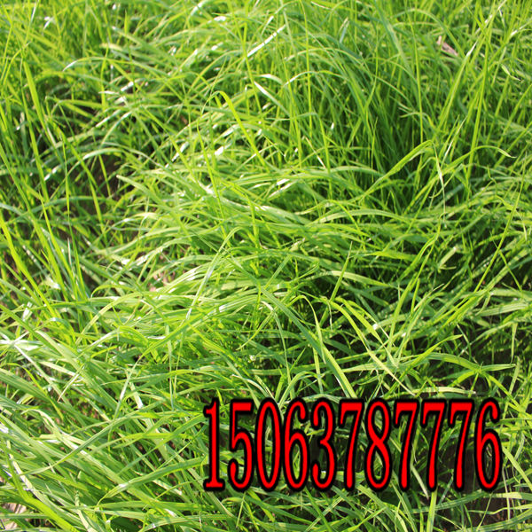 黑麥草草種每平方用量多少