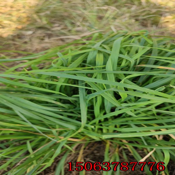 黑麥草草種幾月播種呢