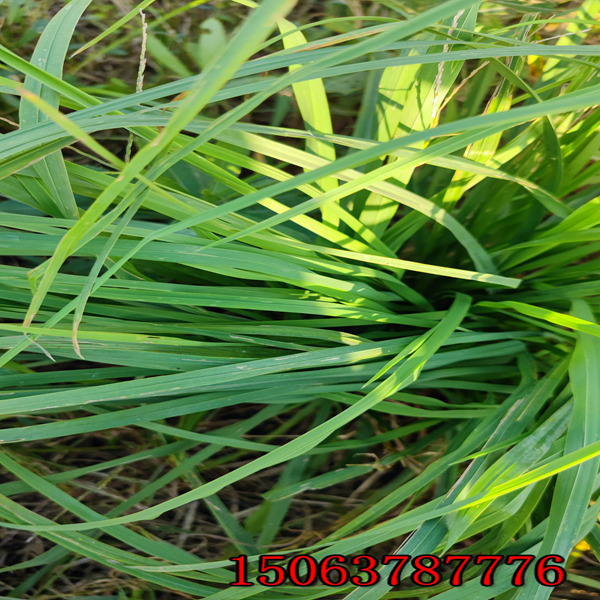 黑麥草草種播種量是多少