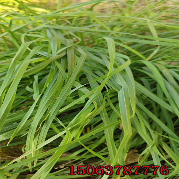 多年生黑麥草草種價格