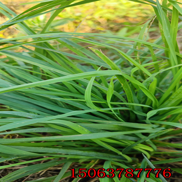 黑麥草草種哪里買
