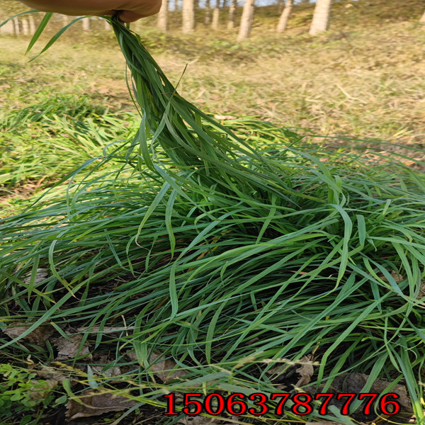 黑麥草草種每平方種多少呢
