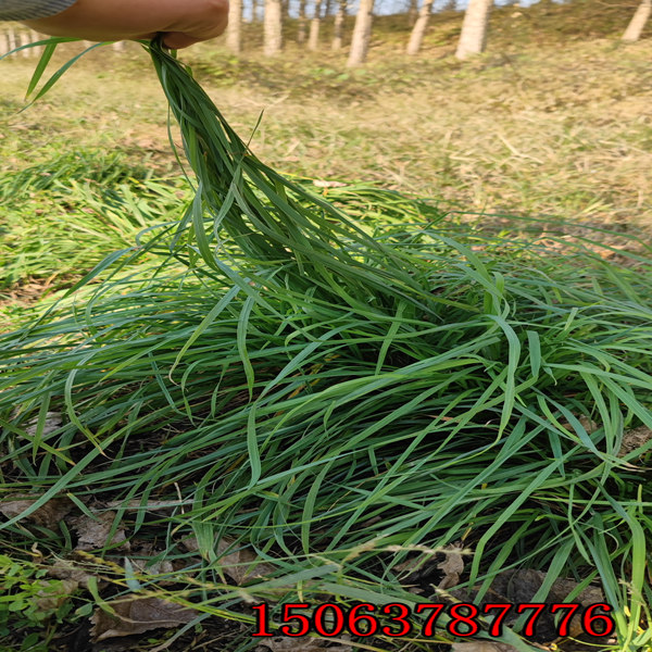 黑麥草草種采購公司哪好