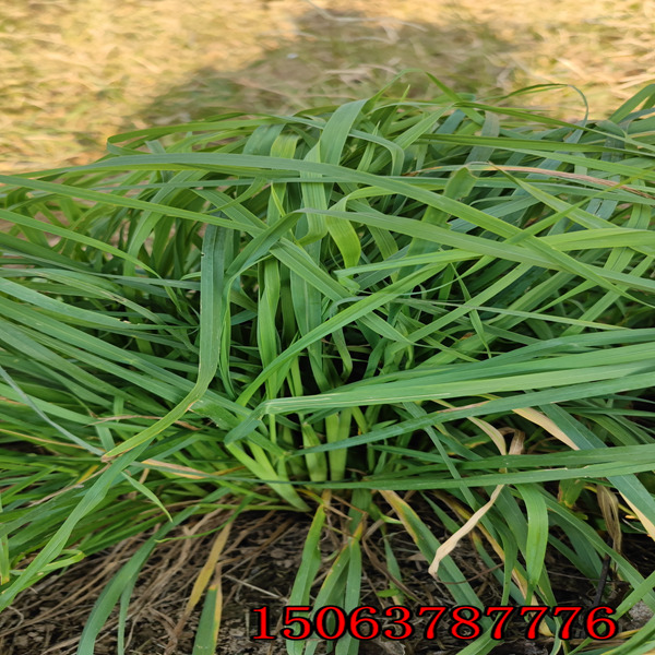 護坡的黑麥草草種多少錢一斤