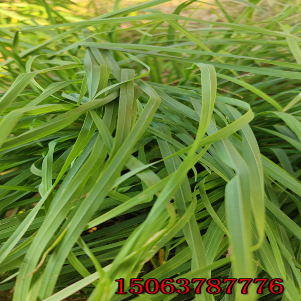 黑麥草草種的報價是多少