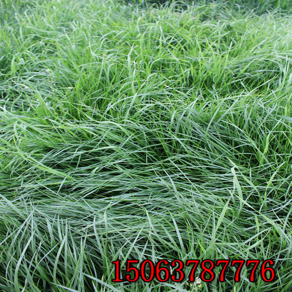 黑麥草草種天冷怎么樣發芽呢
