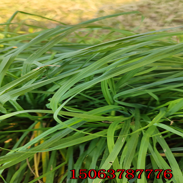 烏魯木齊黑麥草草種價格是多少