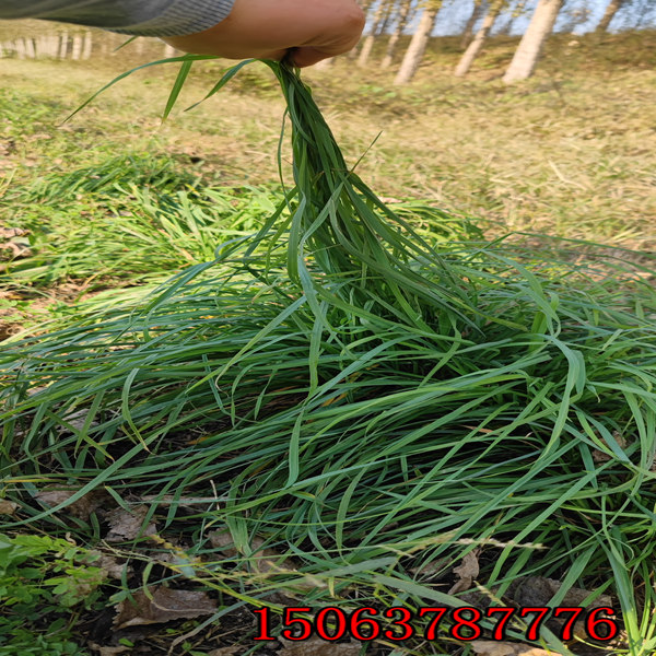 黑麥草草種價格黑麥草草種價格多少