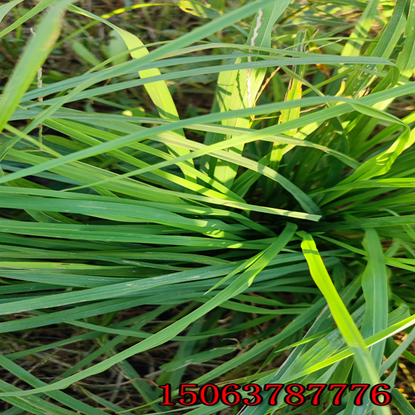 黑麥草草種多少錢一斤