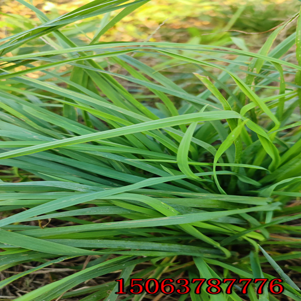 黑麥草草籽可以直接撒嗎