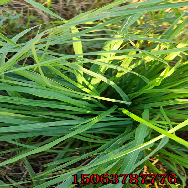 黑麥草草籽原包裝