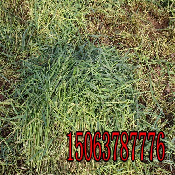 黑麥草草籽怎么買