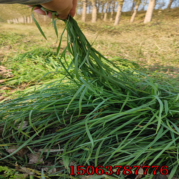 進口黑麥草草籽多少錢