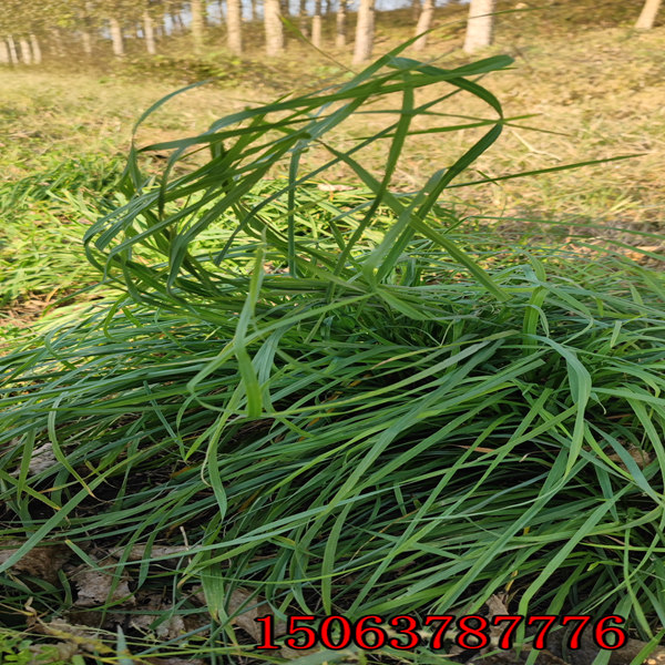 黑麥草草籽牌子
