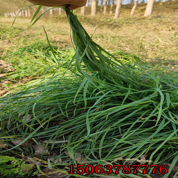 黑麥草草籽批發