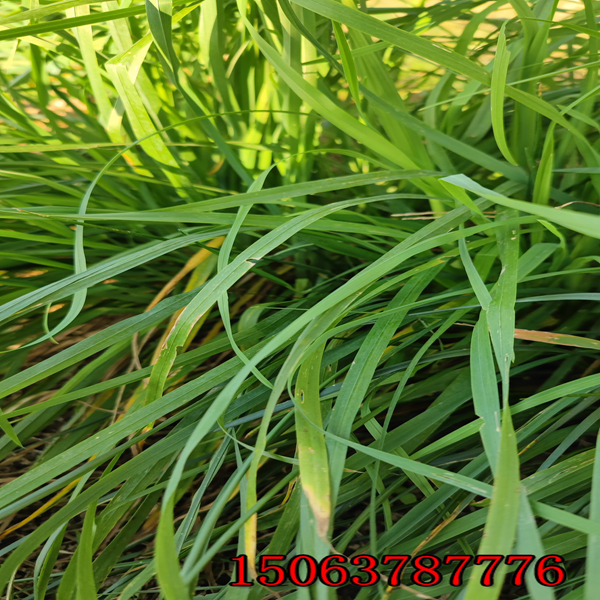 哪里有賣黑麥草草籽