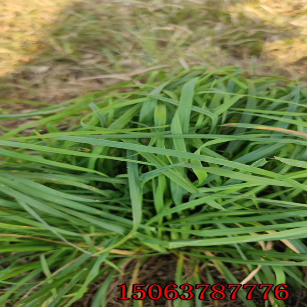 播撒黑麥草草籽