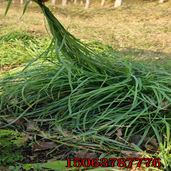 播撒黑麥草草籽