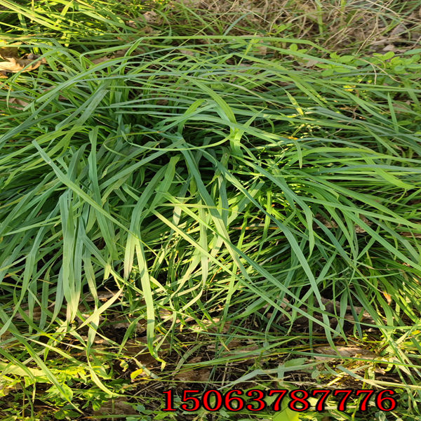 黑麥草草籽什么時候播種
