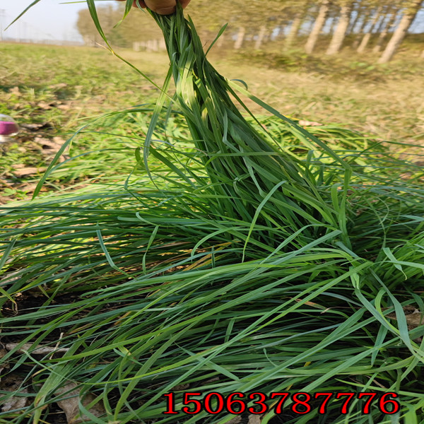 多年生黑麥草草籽價格是多少