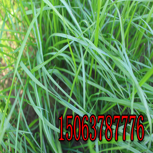 黑麥草草籽播種器