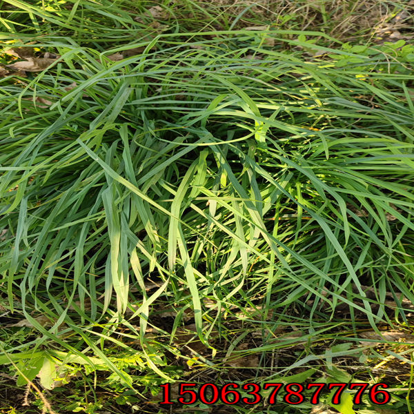 黑麥草草籽要多少錢