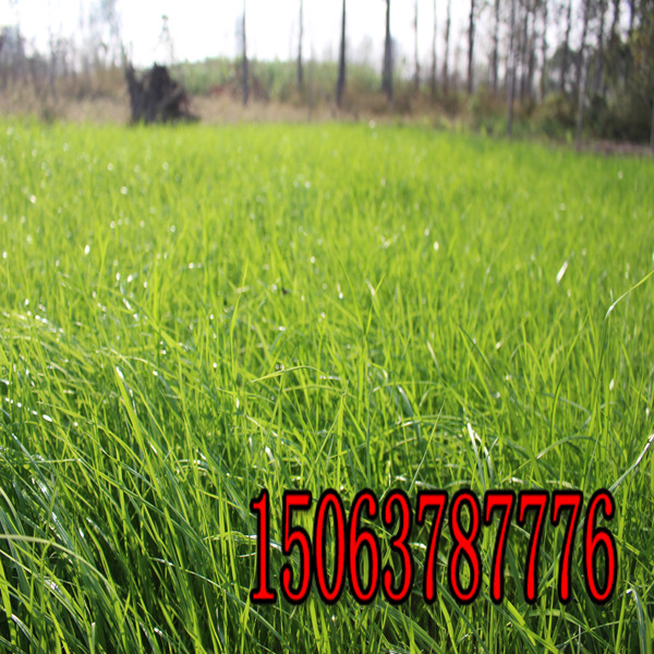 黑麥草草籽播撒施工