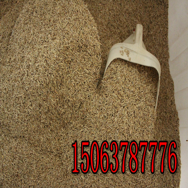 黑麥草草籽什么時候撒