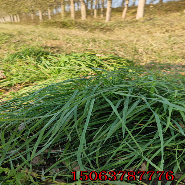 黑麥草草籽多少錢一公斤